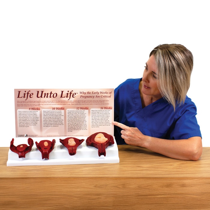 Life Unto Life: The Early Weeks of Pregnancy Display, health education fetal and uterus models, Childbirth Graphics, 22773
