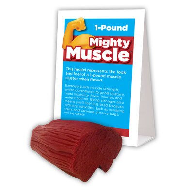 Mighty Muscle Model from Health Edco depicting 1 pound of flexed muscle that comes with informative tent card, 26021