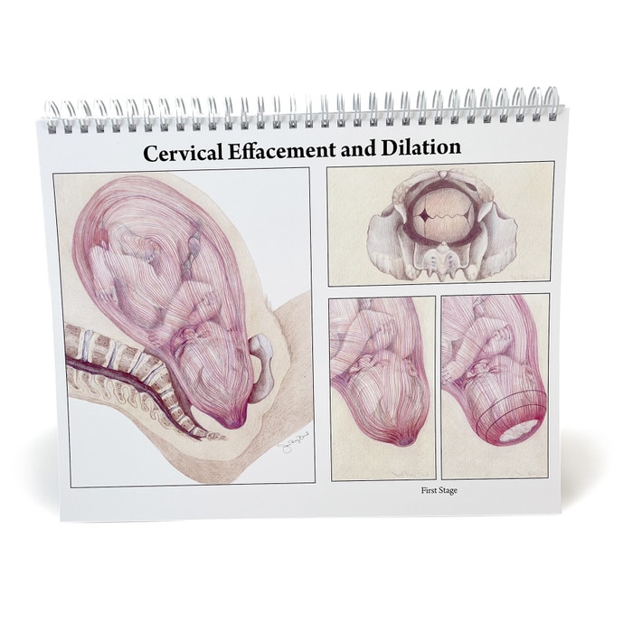 Childbearing: The Classic Series Desk Version Flip Chart, teaching chart of cervical dilation, Childbirth Graphics, 50702