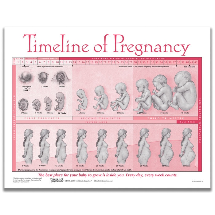 Timeline of Pregnancy tear pad from Childbirth Graphics depicting fetal development over 40 weeks of pregnancy, 52536
