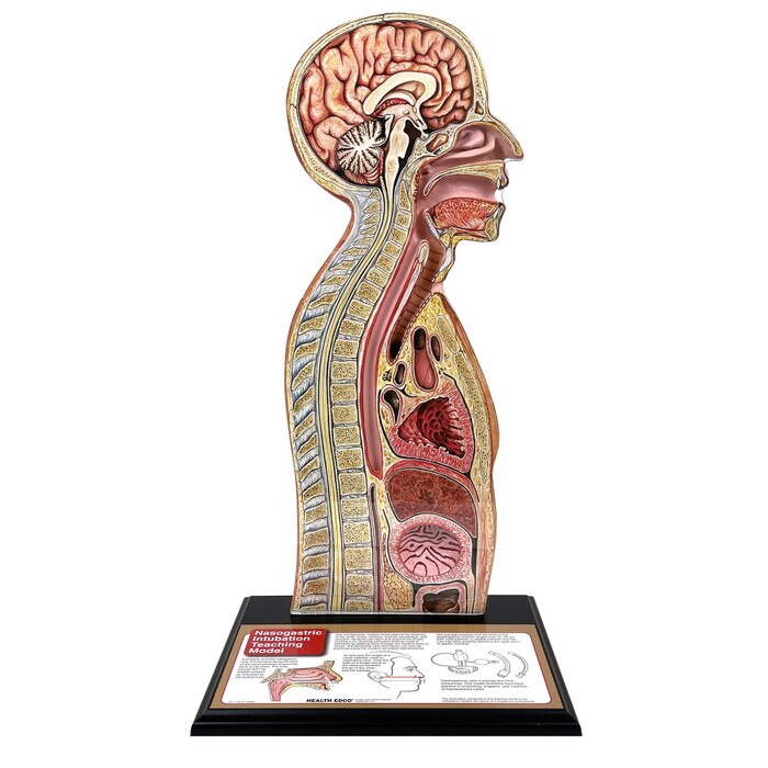 Nasogastric Intubation Model, medical health training model of patient profile with anatomical landmarks, Health Edco 84087