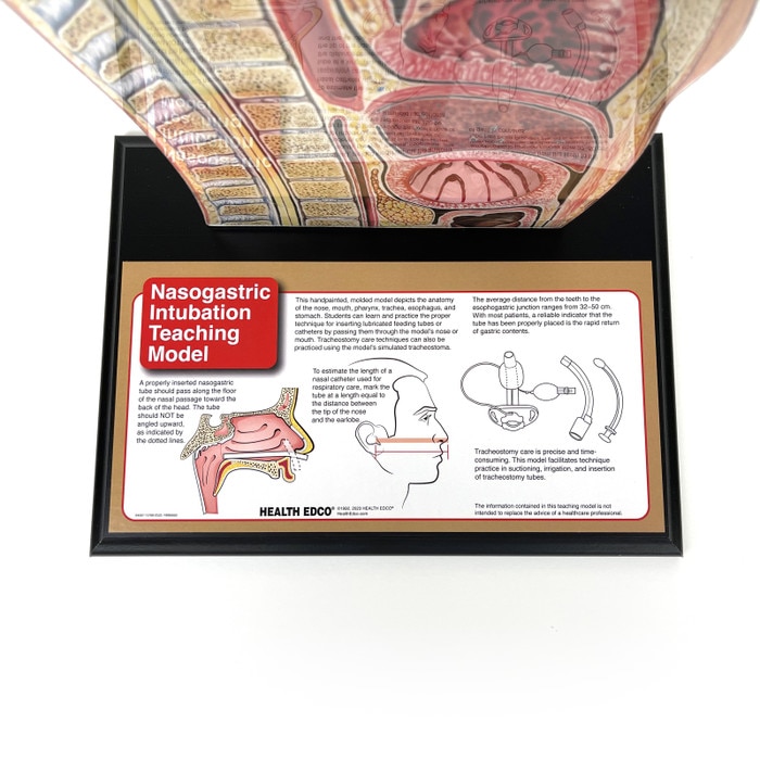 Nasogastric Intubation Model, medical health training model, label of base of teaching model, Health Edco 84087